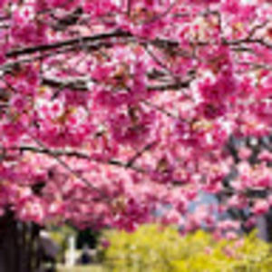 Meet your Posher, Marie